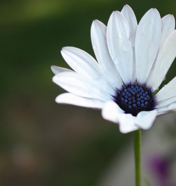 white daisy with purple center.jpg