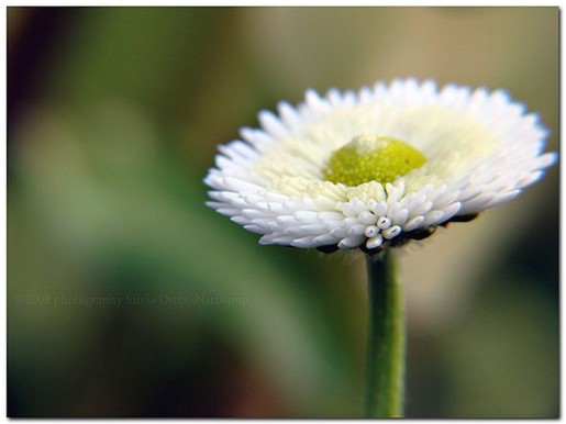 white small daisy flower with green pic.jpg