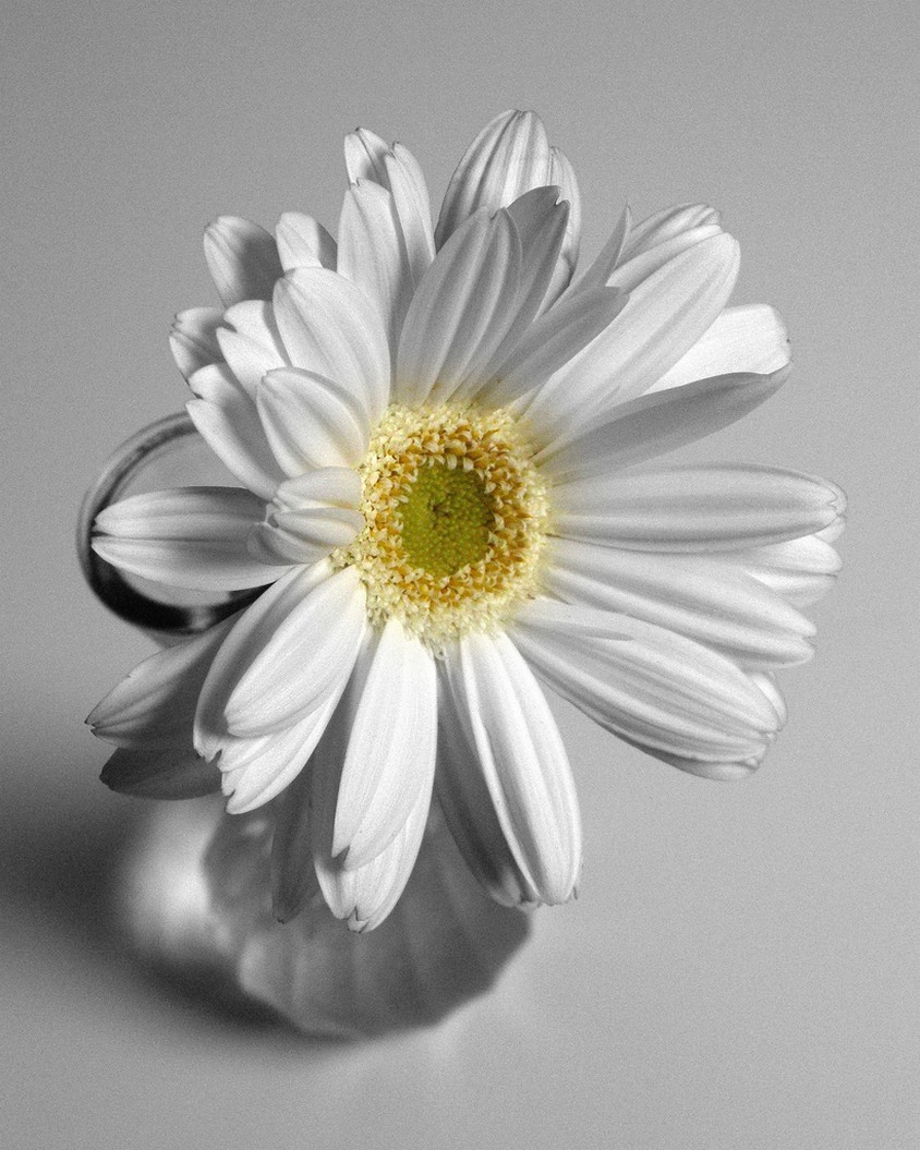 white Gerbera picture.jpg