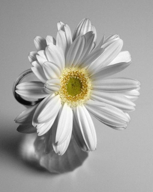 white Gerbera picture.jpg