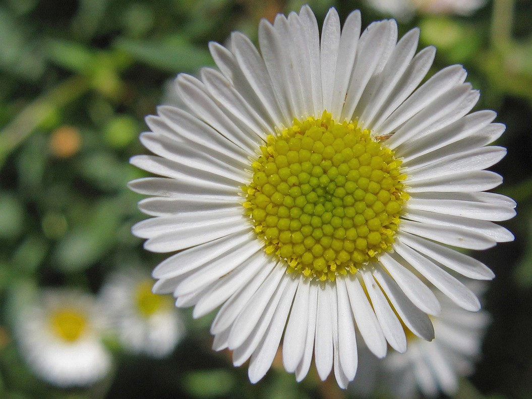 white small daisy.jpg