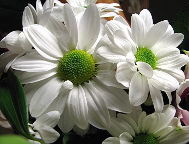 white wedding flowers daisy.jpg