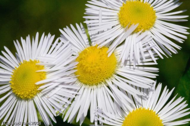 Wild Daisies in white.jpg