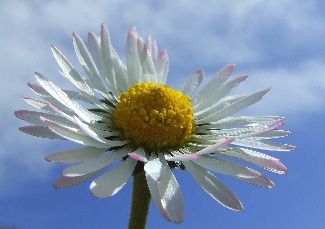 whtie daisy flower with big yellow center.jpg