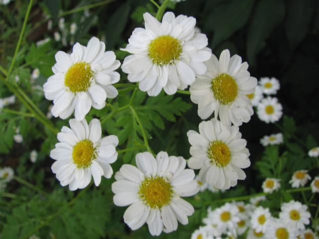 wild daisy flower in white.jpg
