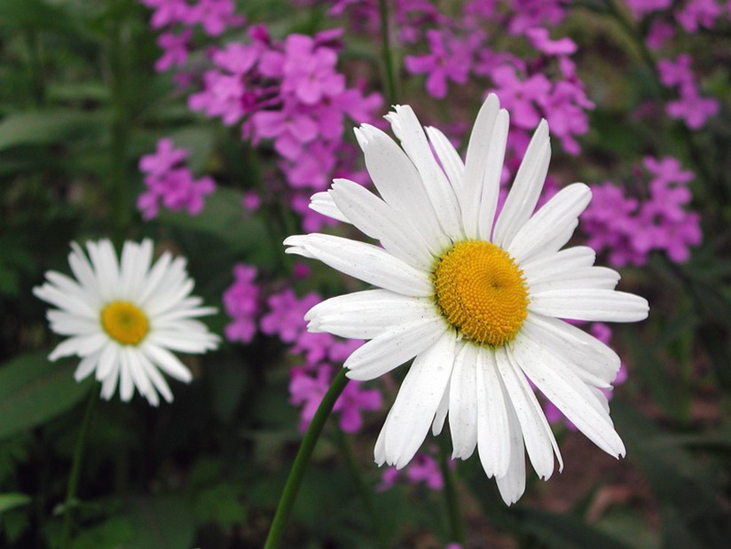 wild flowers.jpg