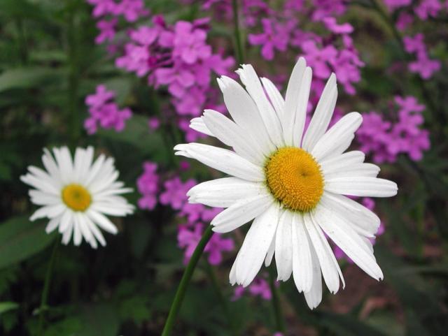 wild flowers.jpg