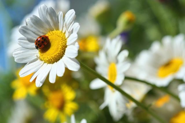 wild flower photo.jpg