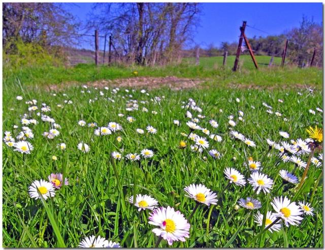 wild daisy flowers photo.jpg