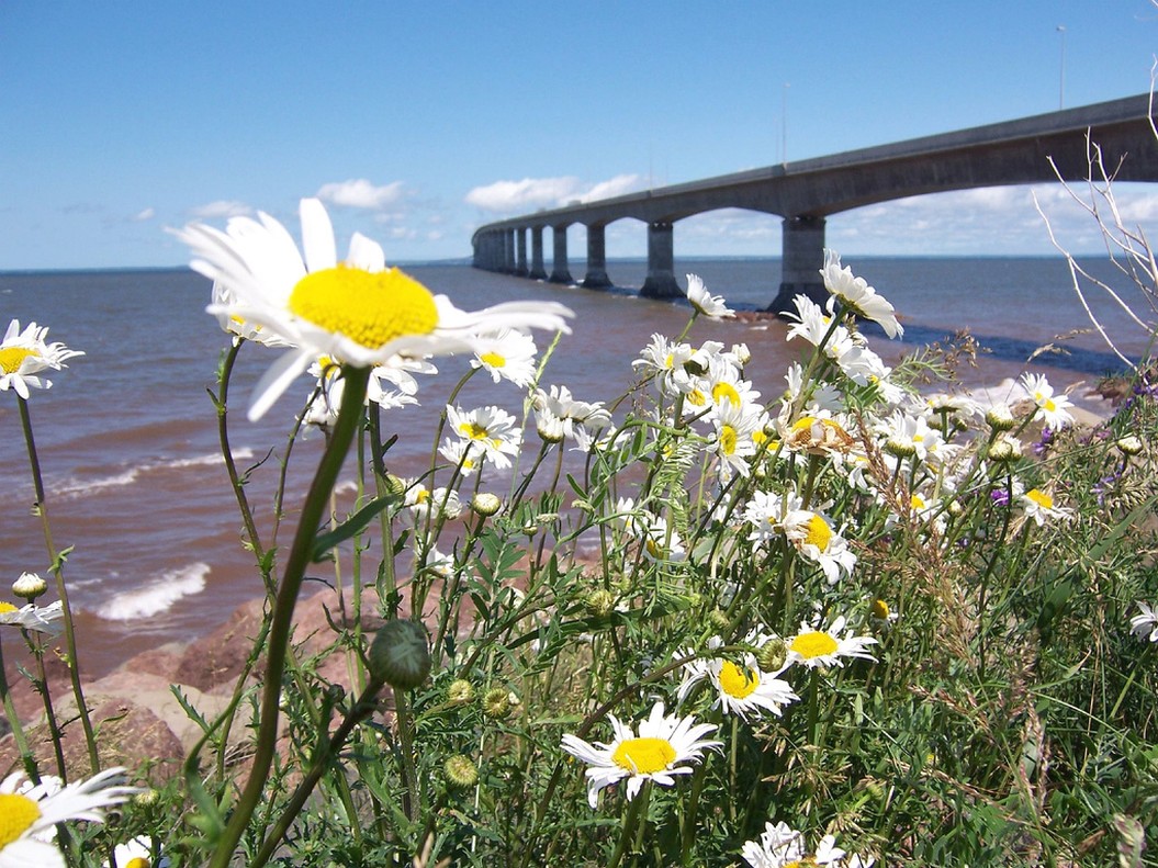 wild daisy flowers on the beach.jpg