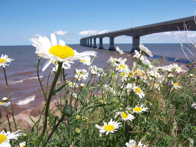 wild daisy flowers on the beach.jpg
