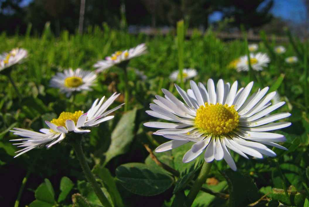 wild pink daisy flowers in yellow center.jpg