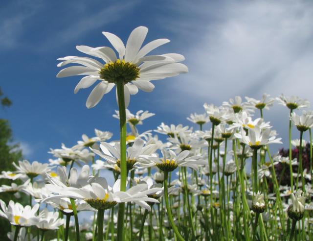 wild white daisies.jpg