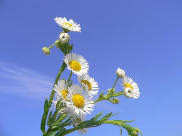 wild white daisy flower image.jpg