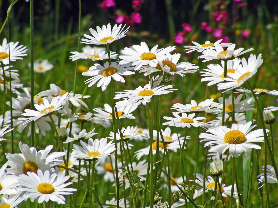 wild white daisy flowers picture.jpg
