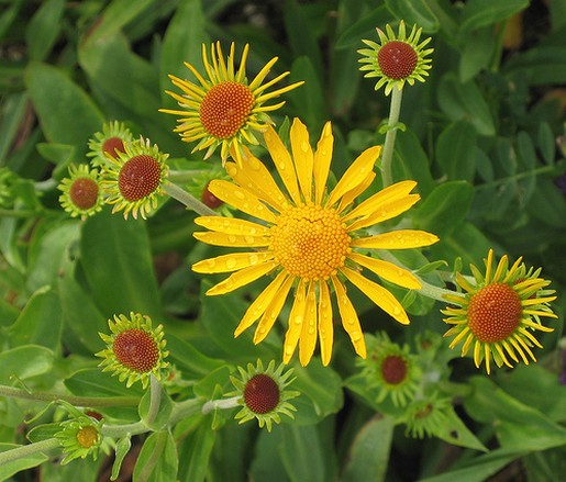 wild yellow daisy picture.jpg