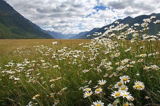 wild white daisy picture.jpg