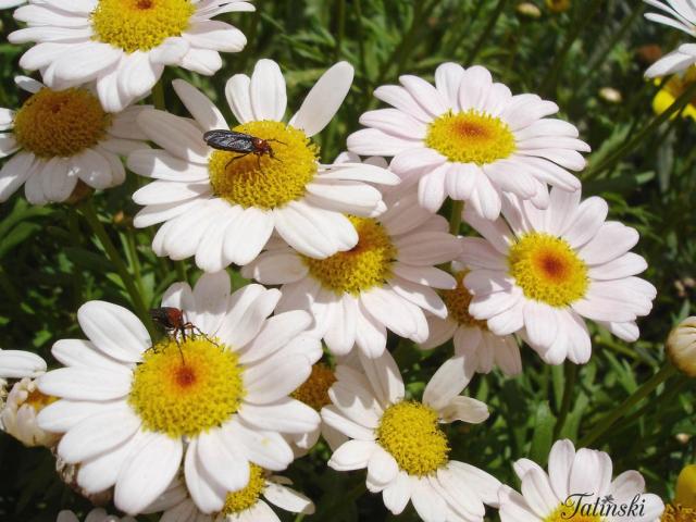 wild white daisy flowers with bugs.jpg