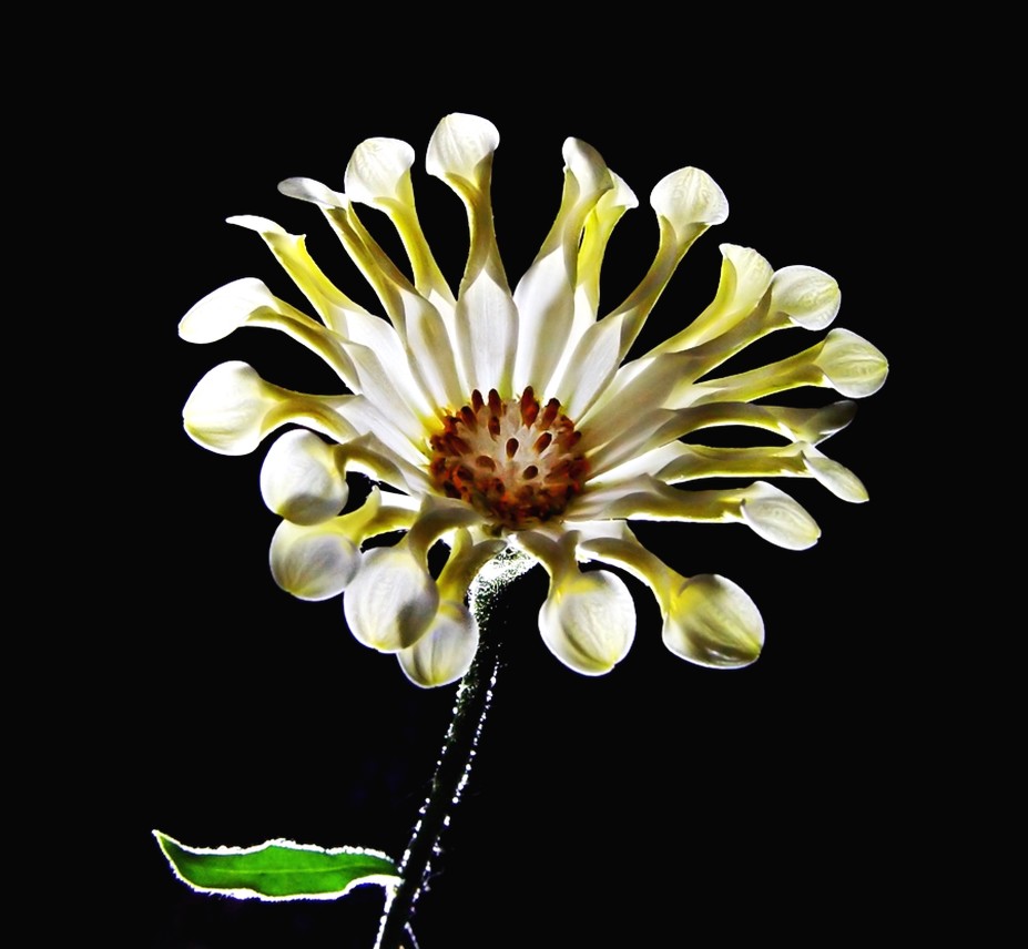 yellow African diasy.jpg