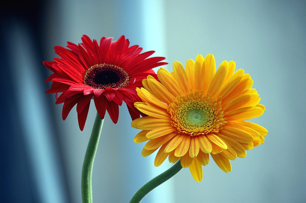 yellow and red daisy flowers.jpg
