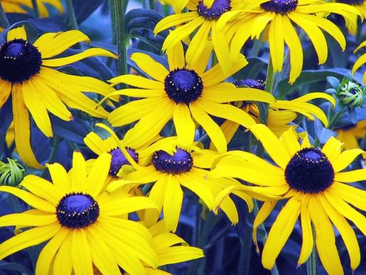 yellow daisies with dark purple.jpg