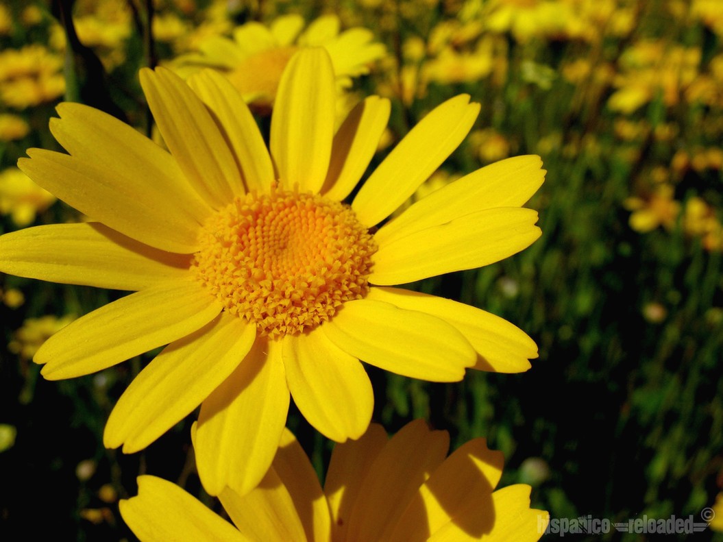 yellow daisies field.jpg