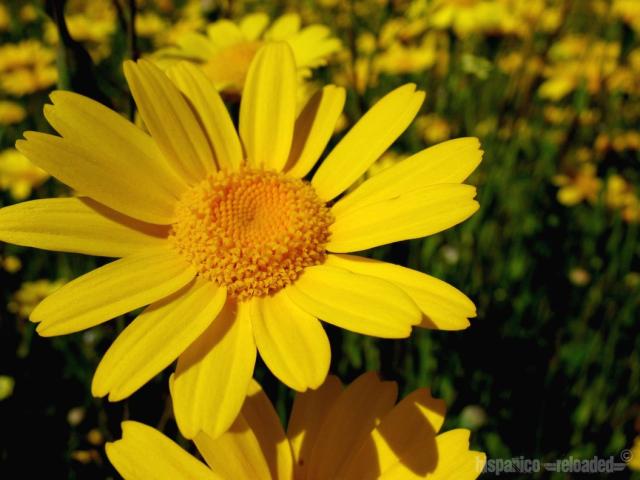 yellow daisies field.jpg