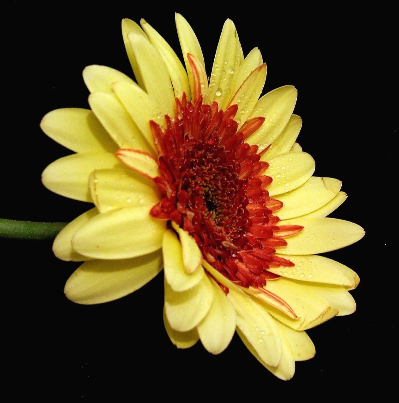 yellow daisy flower with red center.jpg