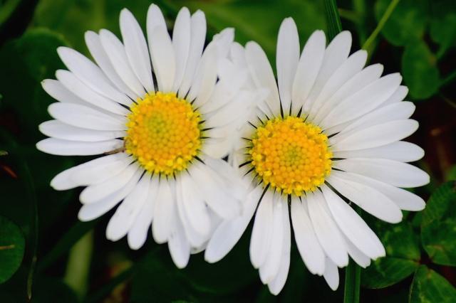 two daisy flowers.jpg
