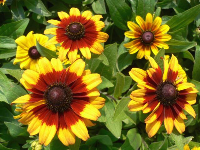 two color daisy flowers.jpg