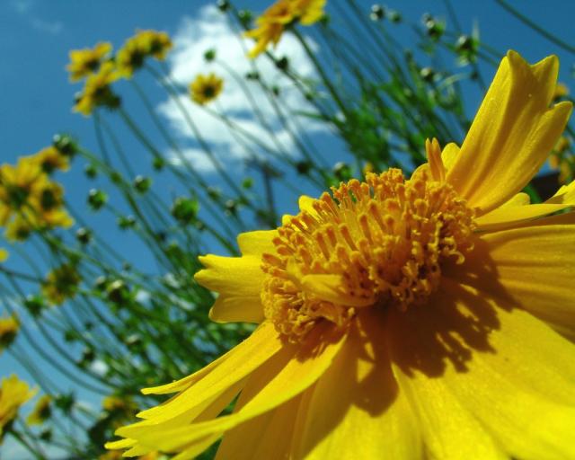 yellow daisy flowers field.jpg