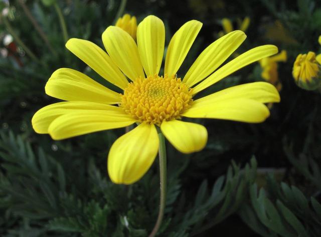 yellow daisy flowers picture.jpg