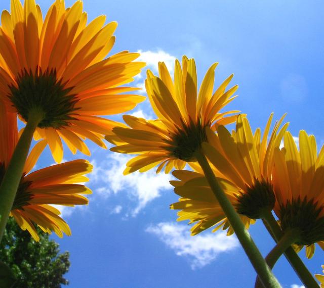 yellow daisy flowers.jpg