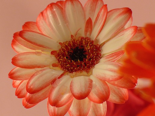 yellow orange daisy flower with orange eye.jpg