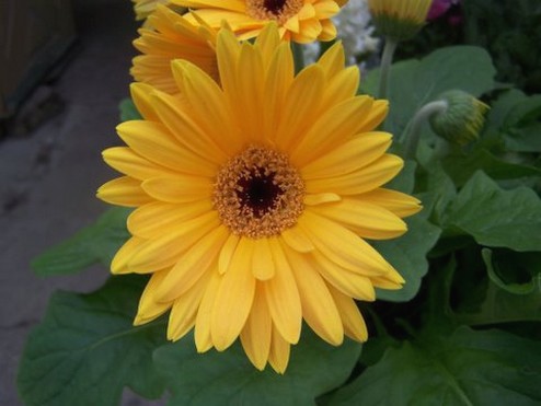 Yellow Gerbera Daisy.jpg