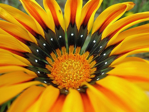 yellow Gazania.jpg