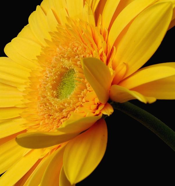 yellow daisy picture.jpg