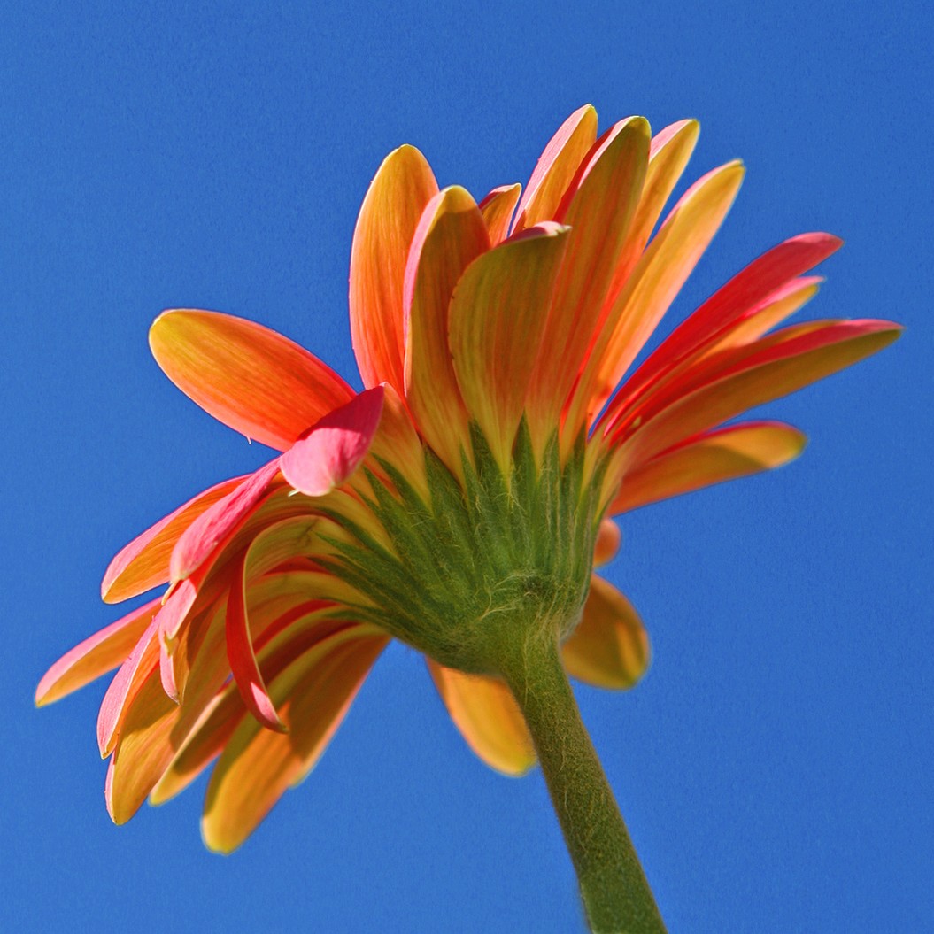 yellow orange daisy flower.jpg