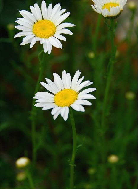 three small daisy flowers.jpg