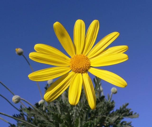 thin yellow daisy flower.jpg