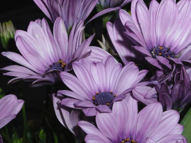 South African Daisies in purple.jpg