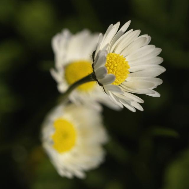 three small white daisy flowers.jpg