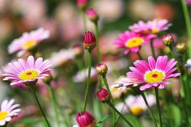 small purple daisy field.jpg