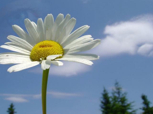 small daisy flowers.jpg