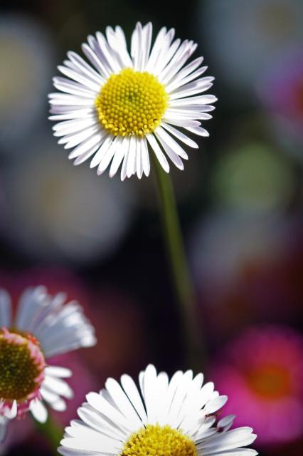 small daisy flower pics.pg.jpg