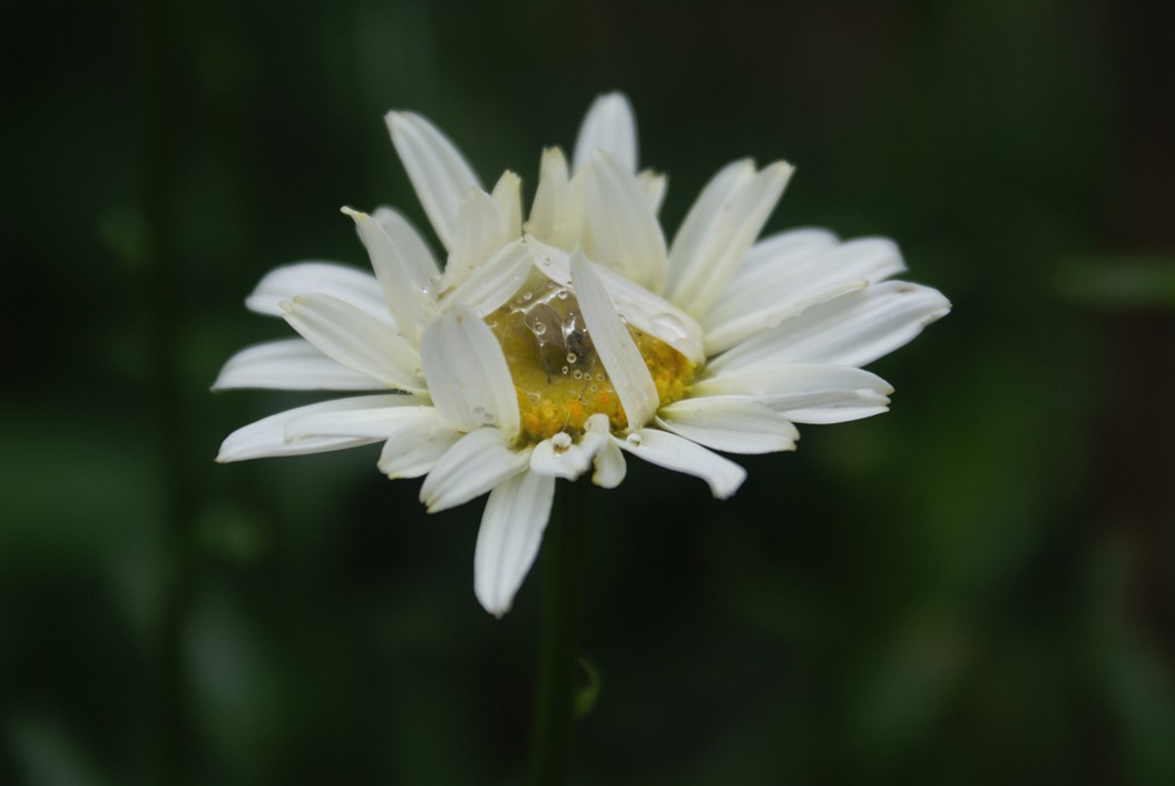 shy white daisy.jpg