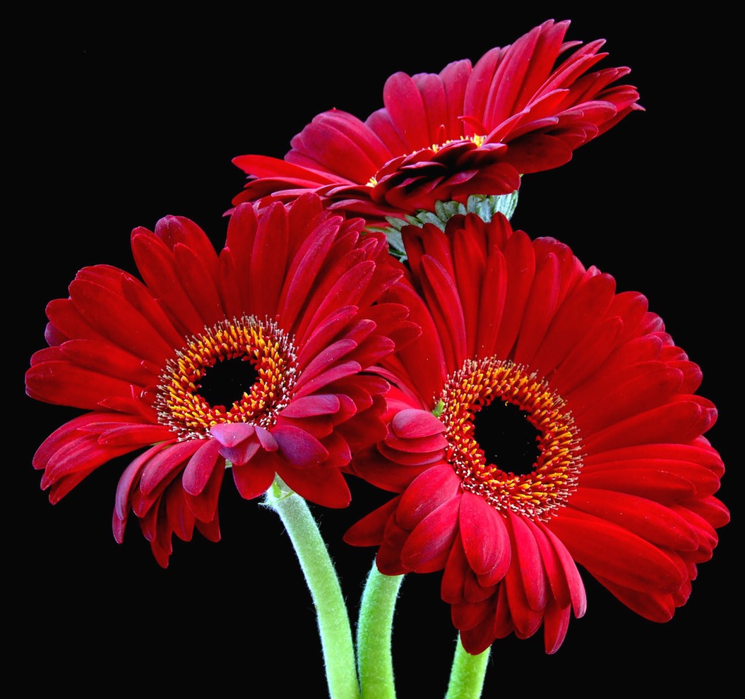 rich red daisy flowers.jpg