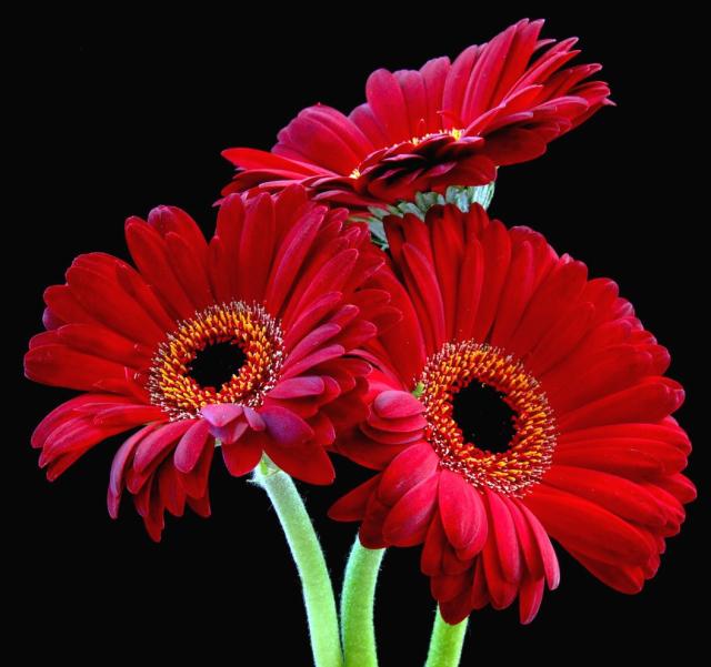 rich red daisy flowers.jpg