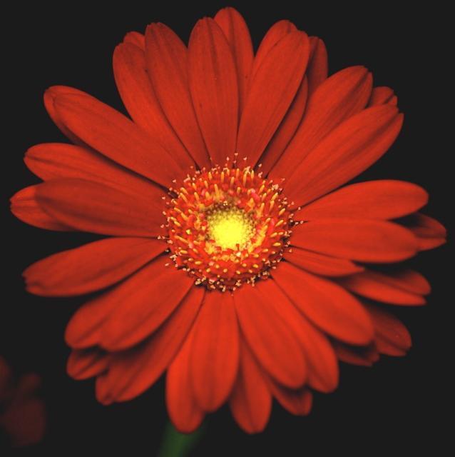 rich red daisy flower image.jpg