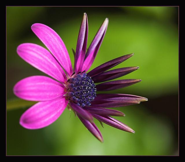 rich purple daisy flower with dark purple.jpg
